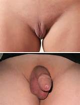 Description Female and male genitalia.jpg