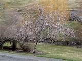 Pussy Willow Tree