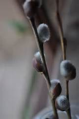 Pussy Willows...