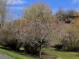 Pussy Willow Tree