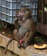 Monkey Dick