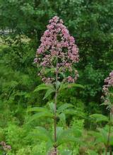 purpleweedplant view weed photos purp weed cachedchronicology will ice ...