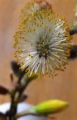 Pussy willow | hearts and flowers | Pinterest