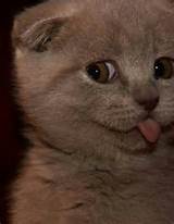 Can your pussy do the dog? | Crazy Cat Boy | Pinterest