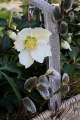 have several Cornus with orange stems called â€˜Mid Winter Fire ...