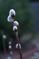 French Pink Pussy Willow