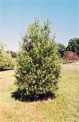 ... photo of French Pussy Willow (Salix caprea) at Connon Nurseries CBV