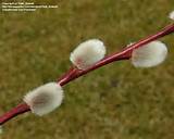 PlantFiles Pictures: Goat Willow, French Pussy Willow (Salix caprea) 1 ...