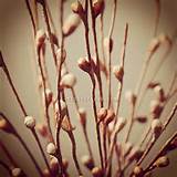 have these fake pussy willow things that have been in my house ...