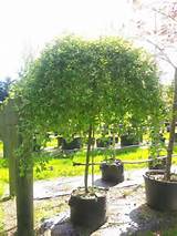 SALIX caprea 'Pendula' - Weeping Pussy Willow - Easy Big Trees