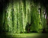 Willow Weeping Tree