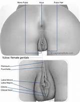 Illustrated Vagina : Rear view of the human vagina, female genitalia.