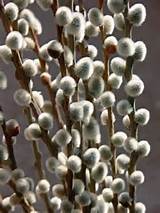 Pussy willows | Just Beautiful | Pinterest