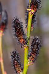 Black Pussy Willow Plant Flower Stock Graphy Gardens