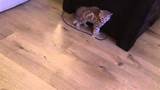 My cute pussy cat - YouTube