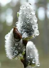 Pussy willow with dew