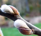 Pussy willow catkins