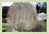 Miniture weeping pussy willow.