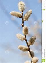 Pussy Willow Flower Gl Stock Images | Filmvz Portal