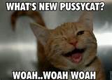 What's new pussycat... | Cats & Kittens | Pinterest