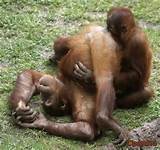 Monkey porn