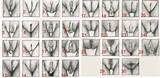 Types of pussy in the world of women