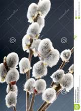 beautiful-pussy-willow-flowers-branches-30034348.jpg