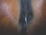 Mare Horse Pussy Close Up | Filmvz Portal