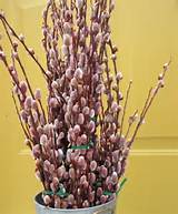 pink pussy willow branches | Waiting for Spring | Pinterest