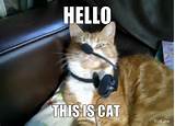 HELLO, THIS IS CAT