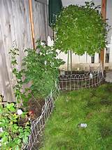 Weeping Pussy Willow