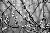 Pussy willow | A Folder To Organize Later | Pinterest