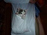 Pocket Pussy (SFW) ( i.imgur.com )