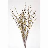 Pussy Willow Bush X3 26.5â€³