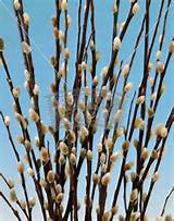 Pussy willow branches.