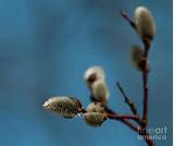 Pussy Willow Art