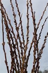 Growing Pussy Willows and Curly Willows