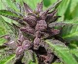 Purple Weed Graphics Code Comments Pictures