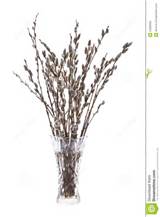 Branches Of The Pussy Willow With Flowering Bud In Vase Water On