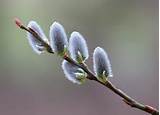 pussy-willows-001
