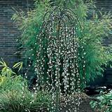 Weeping Pussy Willow Tree