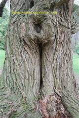 Tree Porn â€“ Mega Vagina!!!