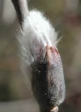 More Pussy Willow Bushes images.