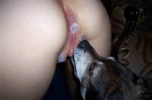 dog licking pussy beastiality dog lick dog licking girls pu