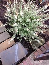 Pussywillow Bush Variegated willow bush