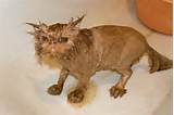 Wet Pussy Cat - Image