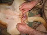 Dog Cock Knot In Pussy