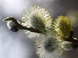 Pussy willow bush | Designing Ideas for my Tattoos | Pinterest