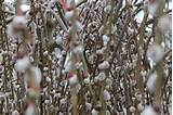Weeping Pussy Willow