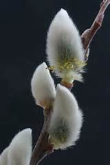 Pussy Willow. Rarely see these around anymore. Maybe I'll plant my own ...